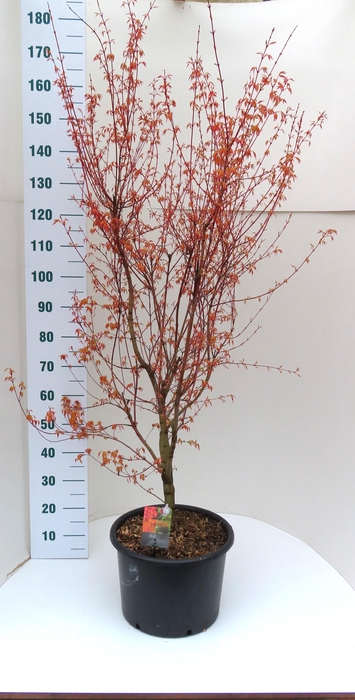 <h4>ACER PA KATSURA</h4>