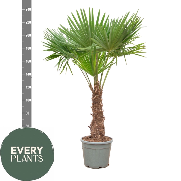 <h4>TRACHYC FORTUNEI</h4>