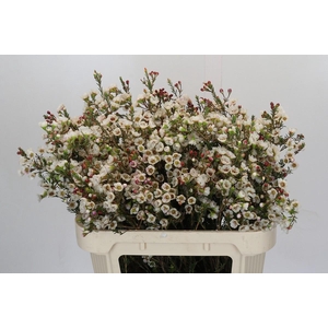 Chamelaucium Moonlight Delight