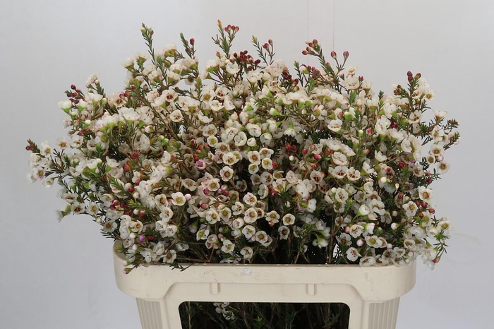 <h4>Chamelaucium Moonlight Delight</h4>