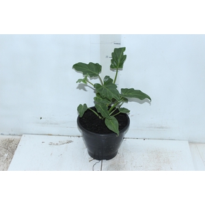 PHILODENDRON XANADU P17