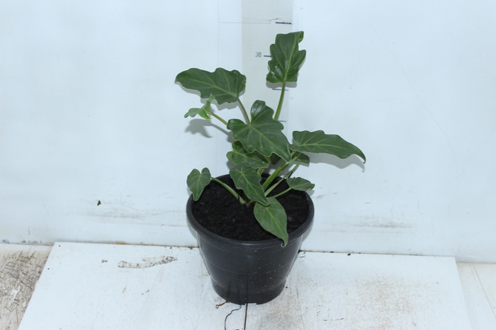 <h4>PHILODENDRON XANADU P17</h4>