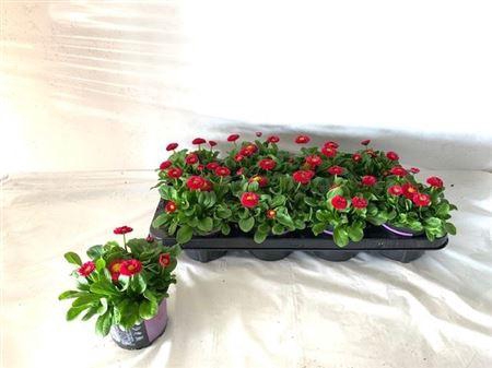 Bellis P Kl Bel Red