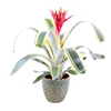 Aechmea Felice