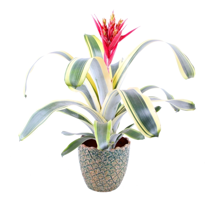 <h4>Aechmea Felice</h4>