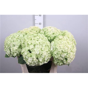 Hydr Cl M Roy Highne