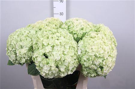 <h4>Hydr Cl M Roy Highne</h4>