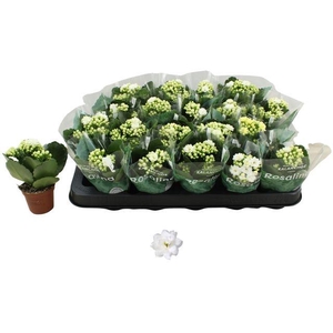 KALAN CALAN WHITE DON DIONE P6