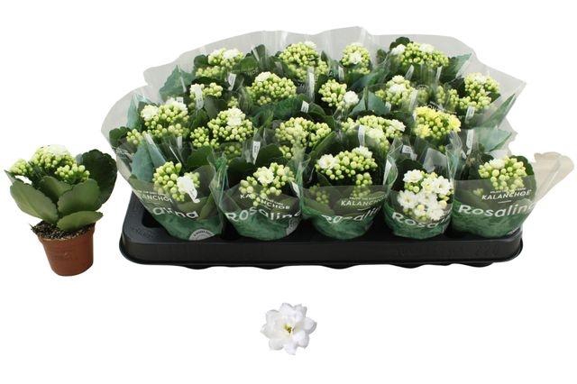 <h4>KALAN CALAN WHITE DON DIONE P6</h4>