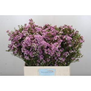 Chamelaucium Giselle