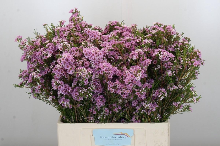 <h4>Chamelaucium Giselle</h4>