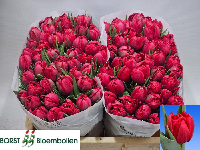 <h4>TU DU HATTRICK</h4>