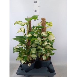 Epipremnum pinn. 'Manjula'