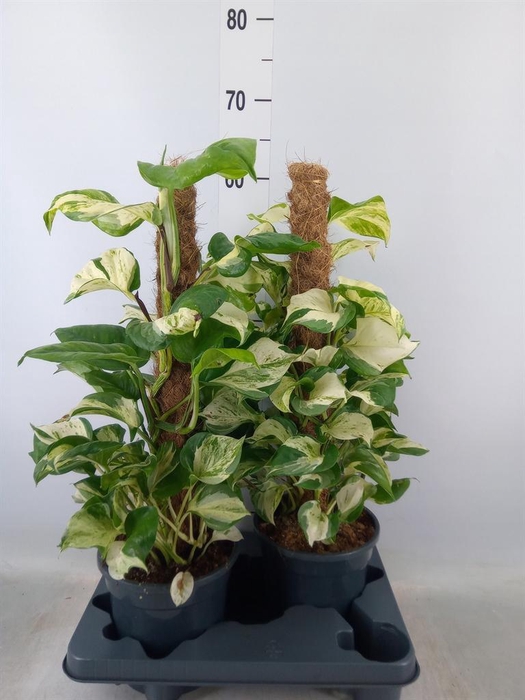 <h4>Epipremnum pinn. 'Manjula'</h4>