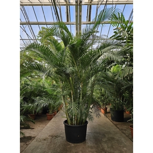 Dypsis lutescens (Areca)