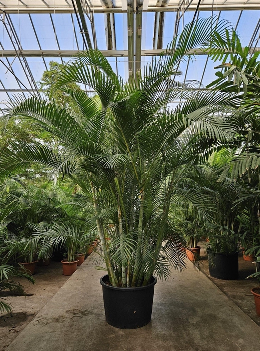 <h4>Dypsis lutescens (Areca)</h4>