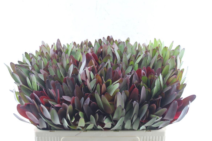 <h4>Leucad Saf Sunset</h4>