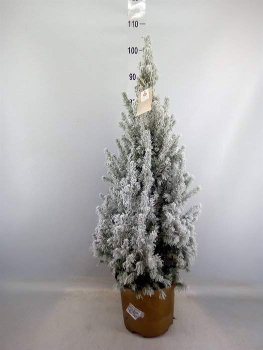 <h4>Picea glauca 'December'</h4>