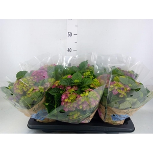 Hydrangea mac. 'Ningbo'