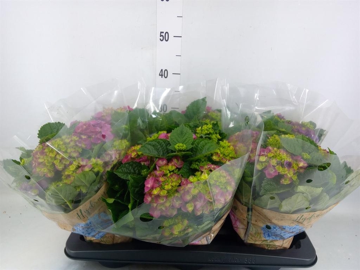 <h4>Hydrangea mac. 'Ningbo'</h4>