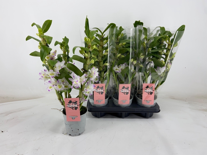 DENDR N S DR PANDORA