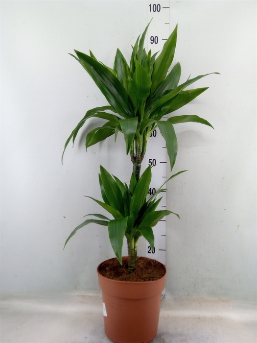 <h4>Dracaena frag. 'Janet Craig'</h4>