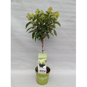 Hydrangea Paniculata Stam 'Whitelight' 19 cm Import