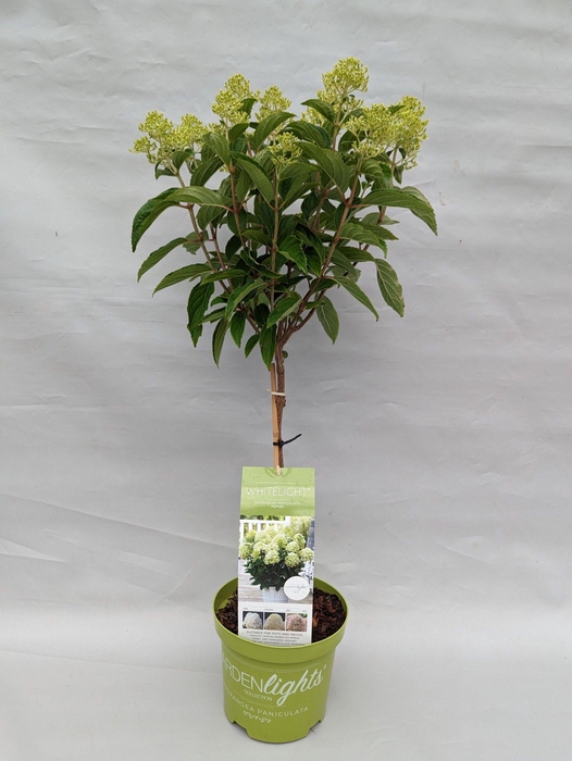 <h4>Hydrangea Paniculata Stam 'Whitelight' 19 cm Import</h4>