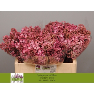 SYR HY MAIDENS BLUSH