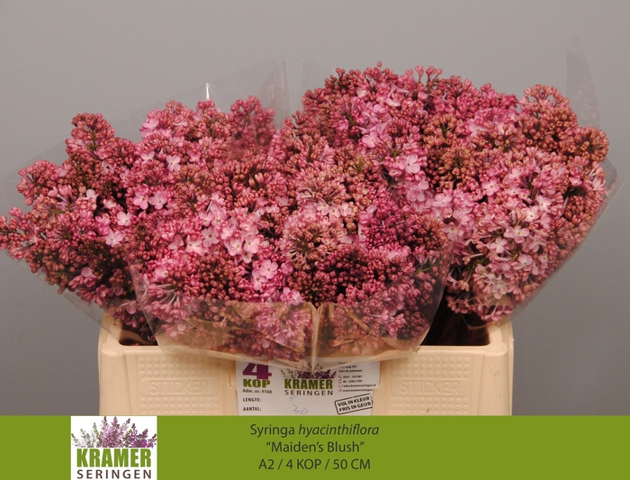 <h4>SYR HY MAIDENS BLUSH</h4>