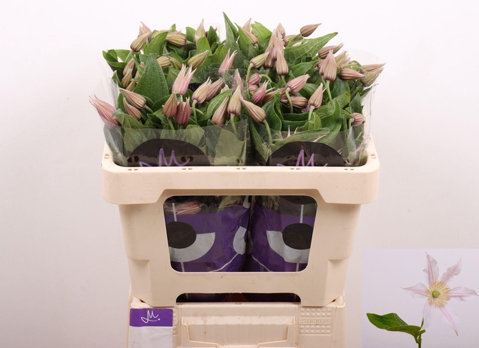 <h4>CLEMATIS AMAZING KANSAS CLEM AMAZIN</h4>