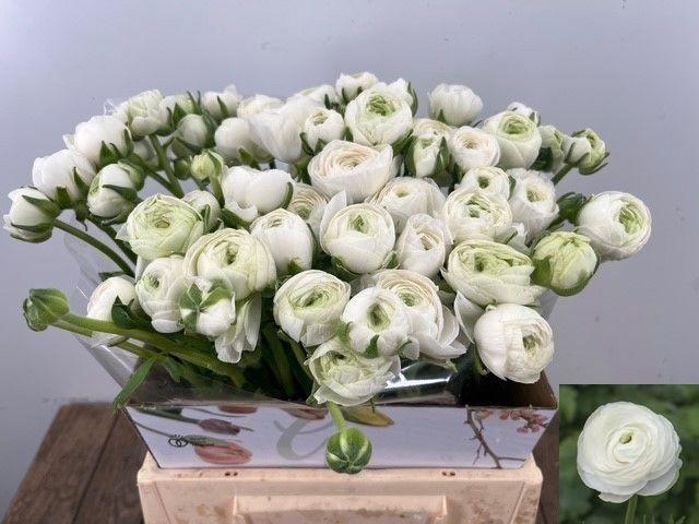 <h4>RAN EL WHITE</h4>