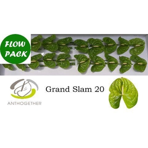 ANTH A GRAND SLAM