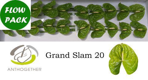<h4>ANTH A GRAND SLAM</h4>