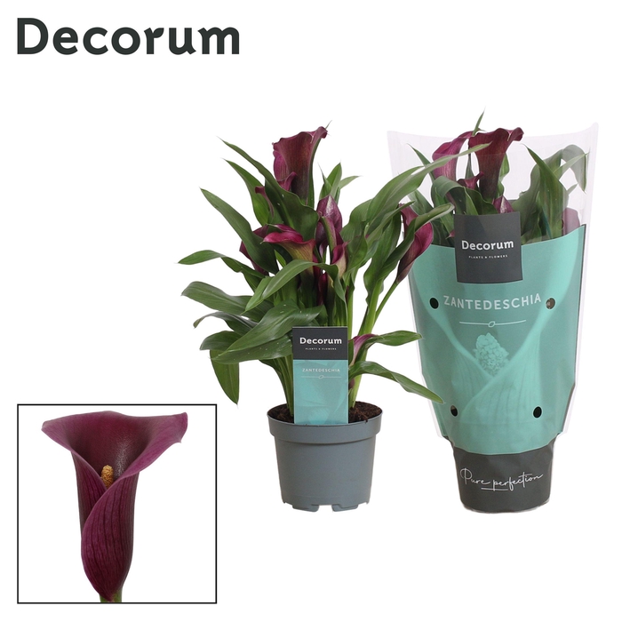 <h4>Zantedeschia (Calla) Paars (Decorum)</h4>