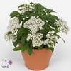 Heliotropium Arborescens Turf verminderd