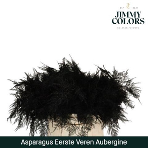 Aspa 1ste veren Aubergine