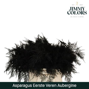 Aspa 1ste veren Aubergine