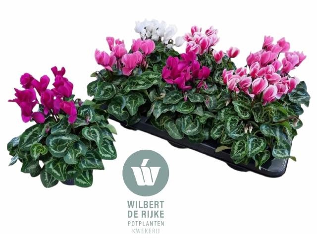 <h4>CYCL MD SUP ALLURE</h4>
