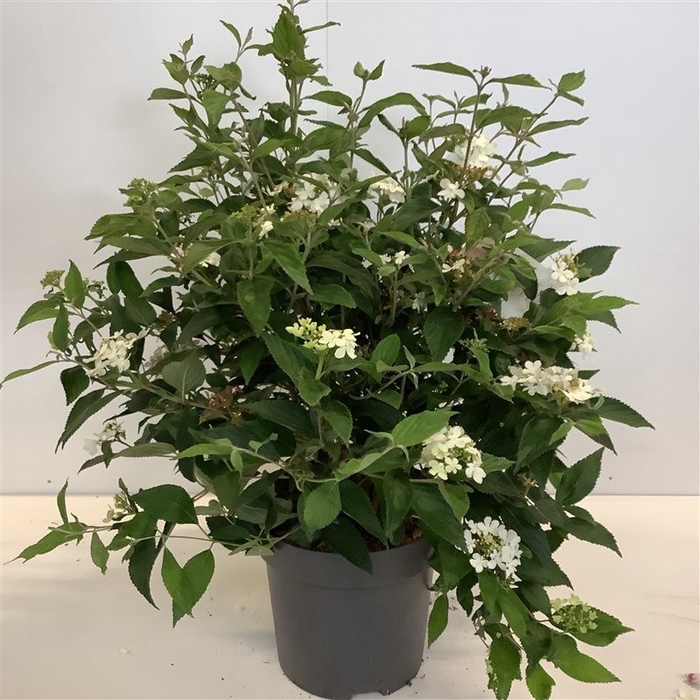 <h4>Viburnum plic. 'Watanabe' C12 60-100</h4>