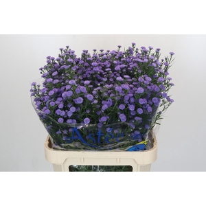 Aster Baby Blue