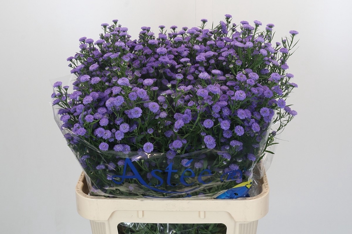 Aster Baby Blue