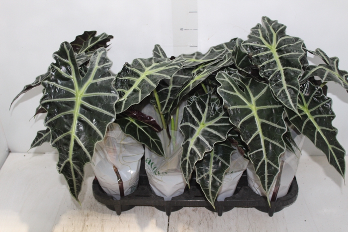 <h4>ALOCASIA POLLY P12</h4>