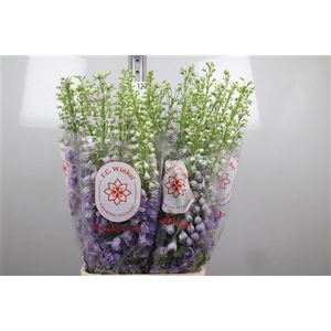 Delph Du Aurora Lavender