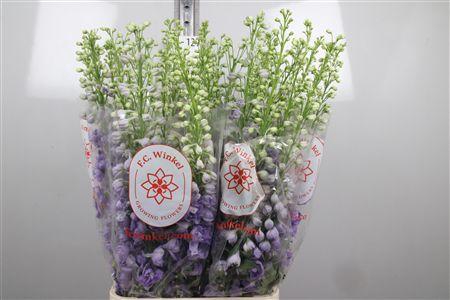 <h4>Delph Du Aurora Lavender</h4>