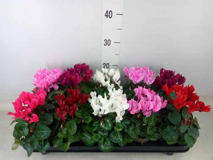 <h4>Cyclamen KL 'Verano'</h4>