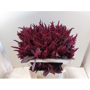 Amaranthus Cr Velvet