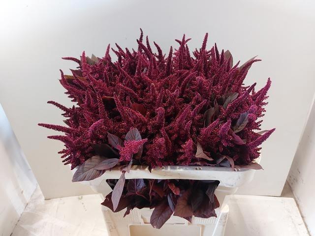 <h4>Amaranthus Cr Velvet</h4>