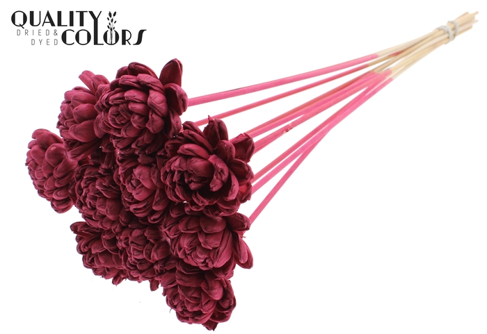 Shola New Beauty Rose 6cm on stem Burgundy