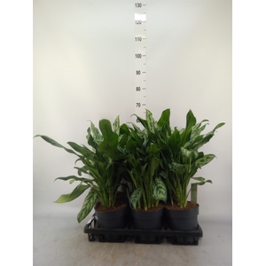 Aglaonema   ...